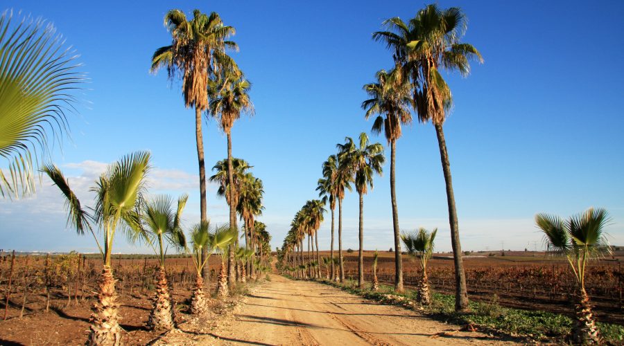 שדרת הדקלים